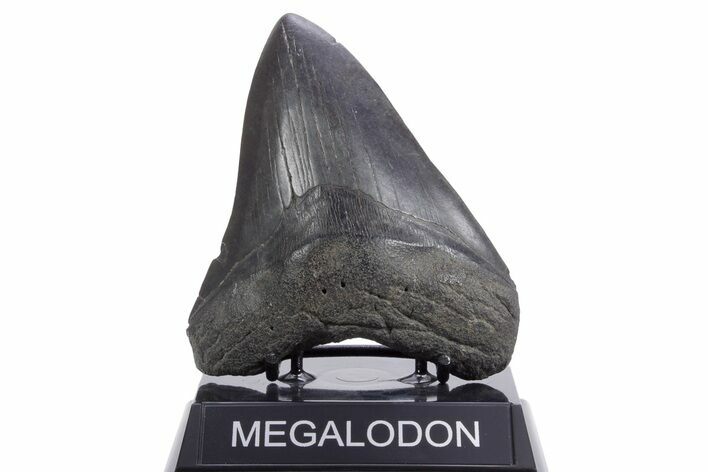 Fossil Megalodon Tooth - South Carolina #360763